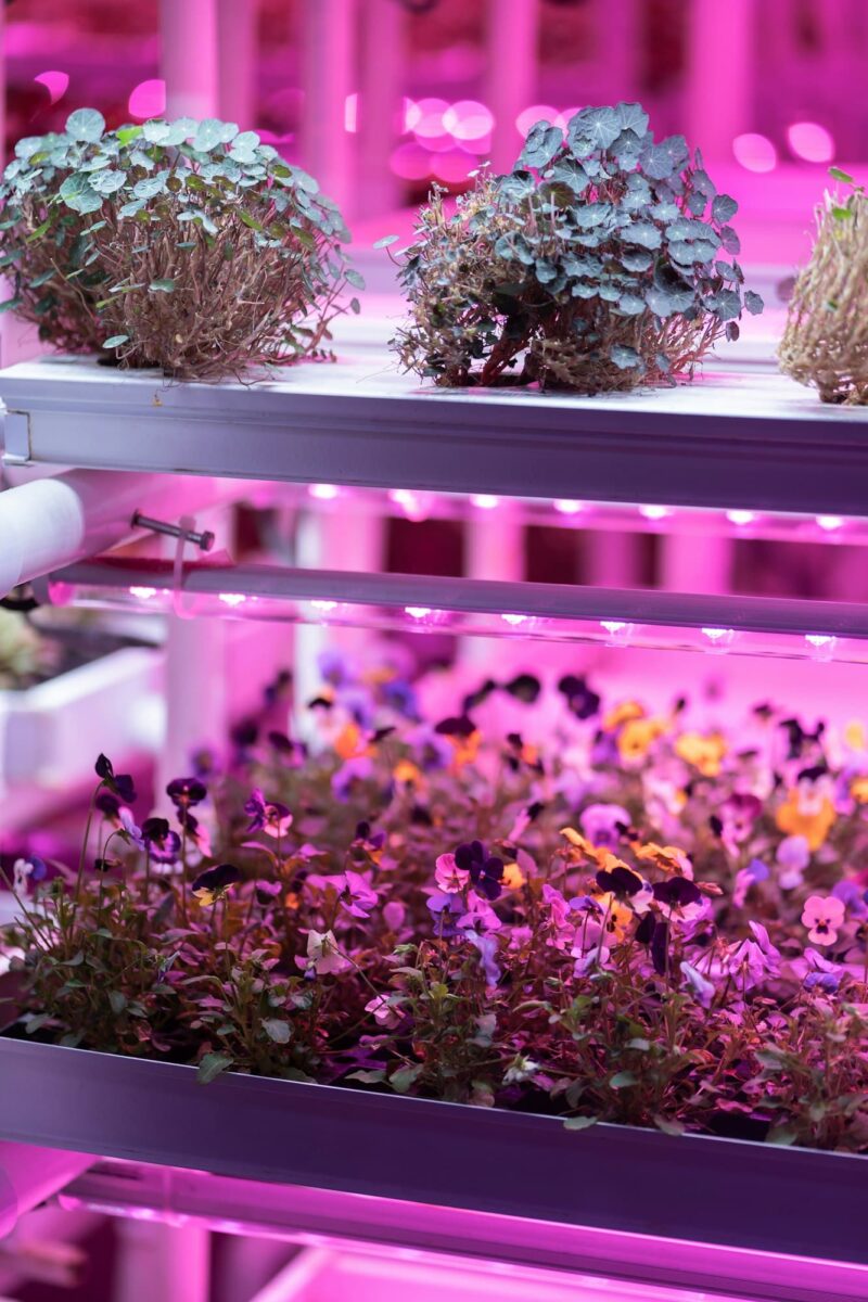 Led Horticoles Professionnels Pour Une Culture Int Rieure Optimale